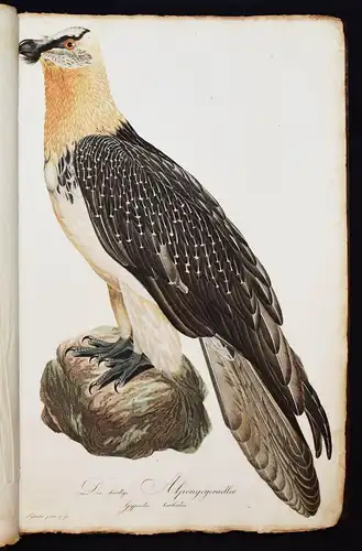 PRACHTVOLLES VOGELBUCH - Susemihl, Teutsche Ornithologie 1800 VÖGEL RAUBVÖGEL