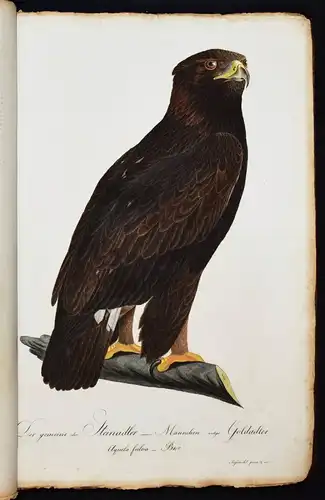 PRACHTVOLLES VOGELBUCH - Susemihl, Teutsche Ornithologie 1800 VÖGEL RAUBVÖGEL