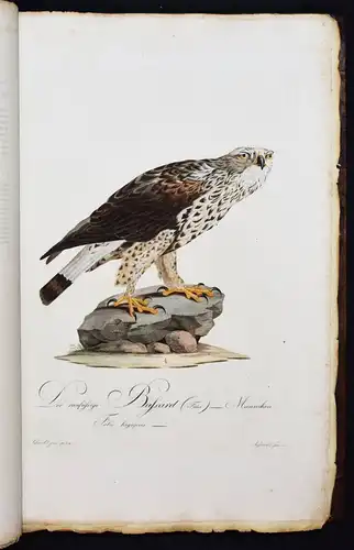 PRACHTVOLLES VOGELBUCH - Susemihl, Teutsche Ornithologie 1800 VÖGEL RAUBVÖGEL