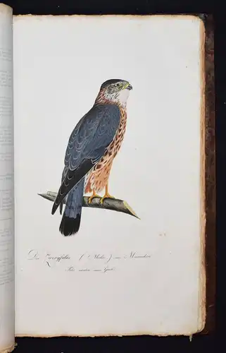 PRACHTVOLLES VOGELBUCH - Susemihl, Teutsche Ornithologie 1800 VÖGEL RAUBVÖGEL