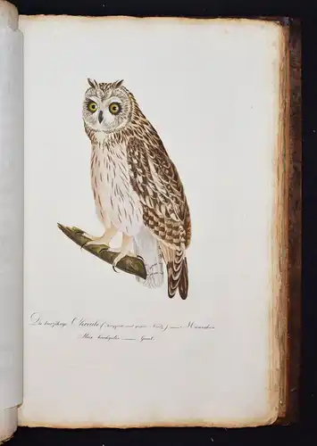 PRACHTVOLLES VOGELBUCH - Susemihl, Teutsche Ornithologie 1800 VÖGEL RAUBVÖGEL