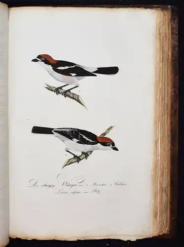 PRACHTVOLLES VOGELBUCH - Susemihl, Teutsche Ornithologie 1800 VÖGEL RAUBVÖGEL