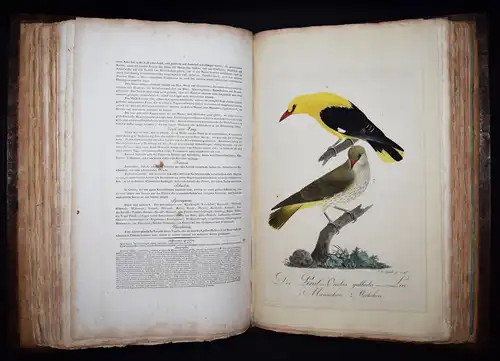 PRACHTVOLLES VOGELBUCH - Susemihl, Teutsche Ornithologie 1800 VÖGEL RAUBVÖGEL