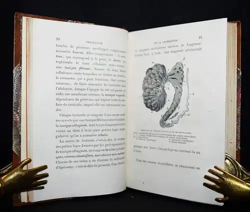 Le Bon, Physiologie de la génération de l’homme et...1868 GYNÄKOLOGIE