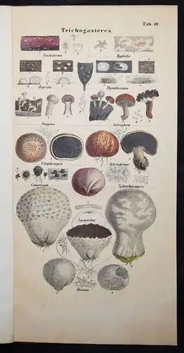 Nees von Esenbeck, Das System der Pilze - 1837 BOTANIK MYKOLOGIE PILZE