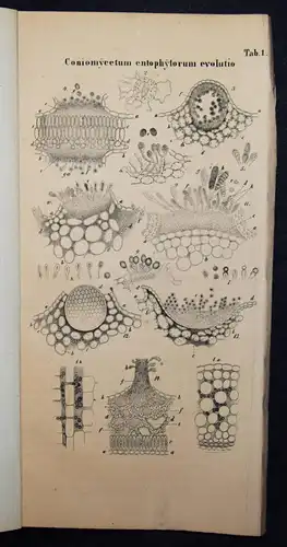 Nees von Esenbeck, Das System der Pilze - 1837 BOTANIK MYKOLOGIE PILZE