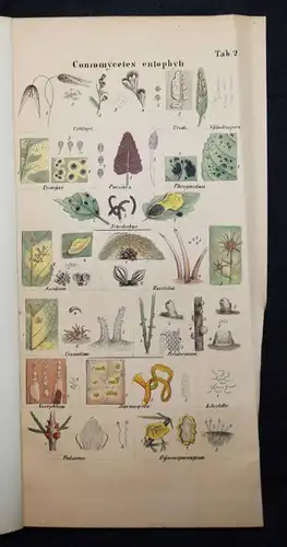 Nees von Esenbeck, Das System der Pilze - 1837 BOTANIK MYKOLOGIE PILZE