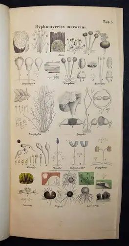 Nees von Esenbeck, Das System der Pilze - 1837 BOTANIK MYKOLOGIE PILZE