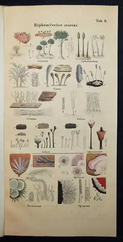 Nees von Esenbeck, Das System der Pilze - 1837 BOTANIK MYKOLOGIE PILZE