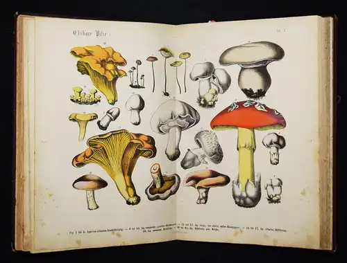 Hoffmann, Lehrbuch der praktischen Pflanzenkunde...1876 BOTANIK PILZE BIOLOGIE