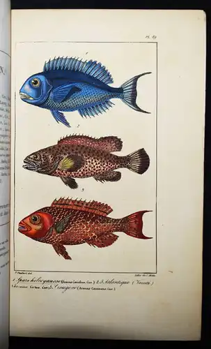 Lacepede, Oeuvres. Tome IX. Poissons 1831 Schloss-Bibliothek ROTHSCHILD - FISCHE