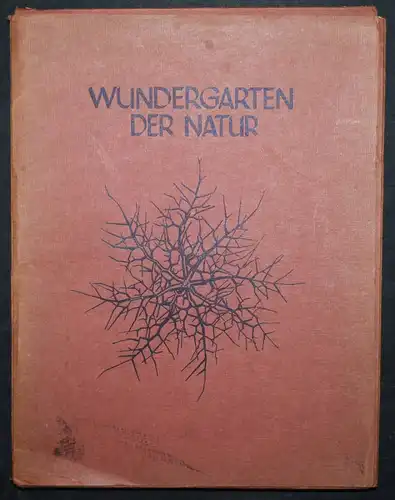 Karl Blossfeldt. Wundergarten der Natur - 1932 SELTENE MAPPENAUSGABE