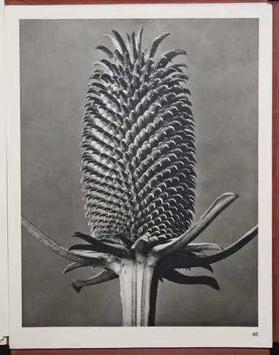 Karl Blossfeldt. Wundergarten der Natur - 1932 SELTENE MAPPENAUSGABE