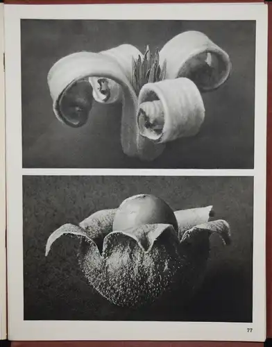 Karl Blossfeldt. Wundergarten der Natur - 1932 SELTENE MAPPENAUSGABE