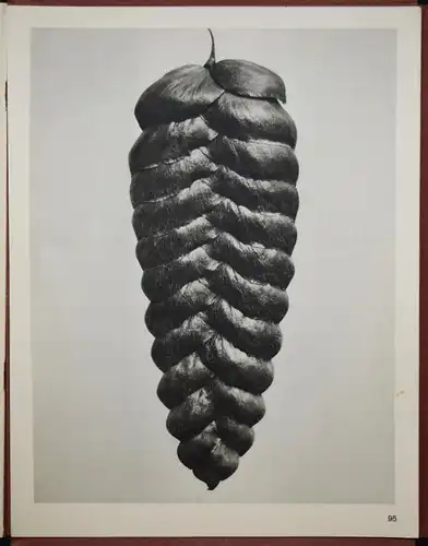 Karl Blossfeldt. Wundergarten der Natur - 1932 SELTENE MAPPENAUSGABE