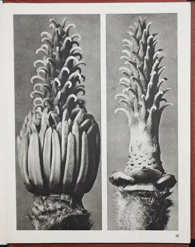 Karl Blossfeldt. Wundergarten der Natur - 1932 SELTENE MAPPENAUSGABE