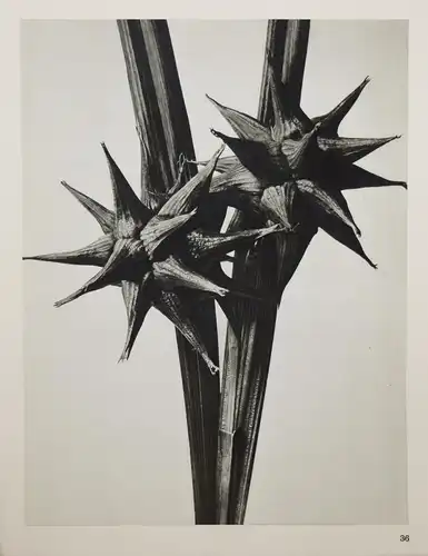 Karl Blossfeldt. Wundergarten der Natur - 1932 SELTENE MAPPENAUSGABE