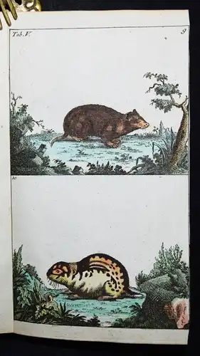 Wilhelm, Naturgeschichte der Säugethiere 1792 VIELE SCHÖNE HANDKOLORIERTE TAFELN