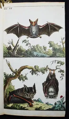 Wilhelm, Naturgeschichte der Säugethiere 1792 VIELE SCHÖNE HANDKOLORIERTE TAFELN