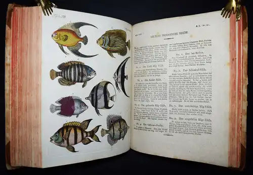 Bertuch, Bilderbuch für Kinder 1790 ORBIS PICTUS ZOOLOGIE BOTANIK TECHNIK VULKAN