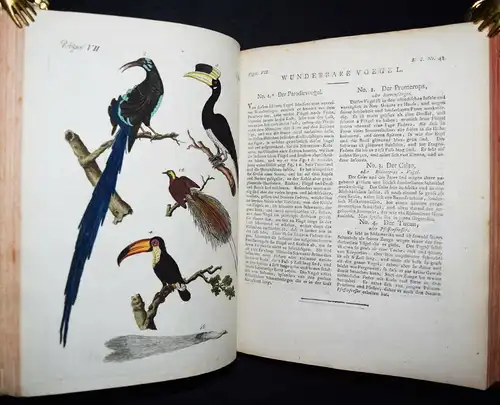 Bertuch, Bilderbuch für Kinder 1790 ORBIS PICTUS ZOOLOGIE BOTANIK TECHNIK VULKAN