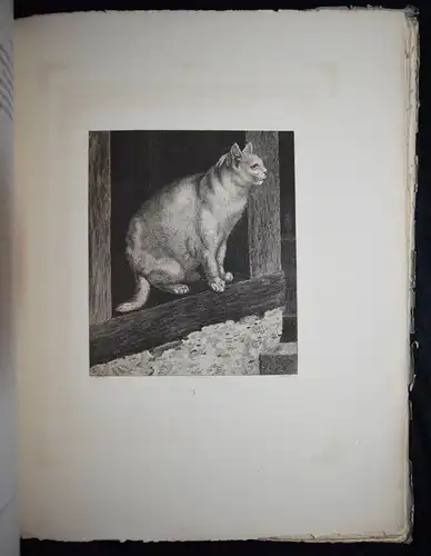 Mind, Der Katzen-Raphael - 1861 - CAT CATS ETCHINGS