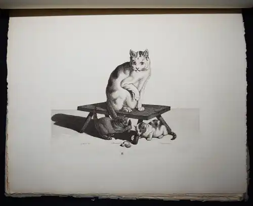 Mind, Der Katzen-Raphael - 1861 - CAT CATS ETCHINGS