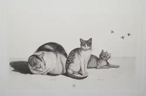 Mind, Der Katzen-Raphael - 1861 - CAT CATS ETCHINGS