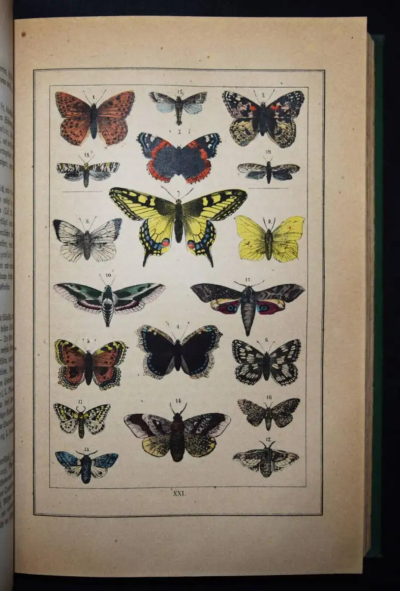 Sträßle, Naturgeschichte aller drei Reiche 1875 ZOOLOGIE AMPHIBIEN ENTOMOLOGIE