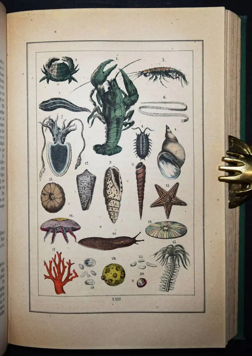 Sträßle, Naturgeschichte aller drei Reiche 1875 ZOOLOGIE AMPHIBIEN ENTOMOLOGIE