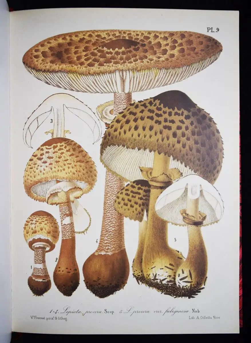 Barla, Flore mycologique illustree: les champignons FAKSIMILE MYCOLOGY PILZE1