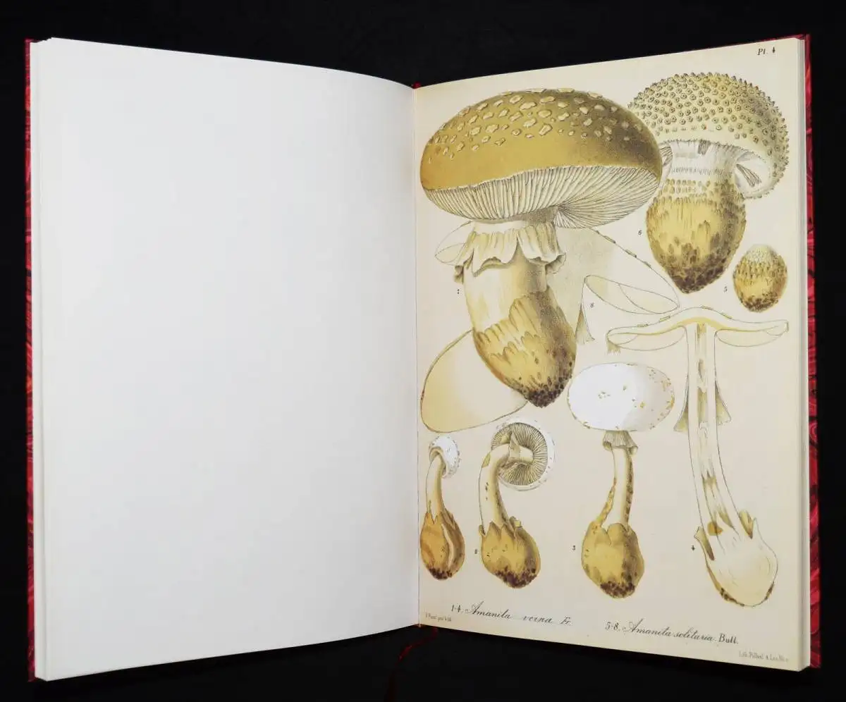 Barla, Flore mycologique illustree: les champignons FAKSIMILE MYCOLOGY PILZE1