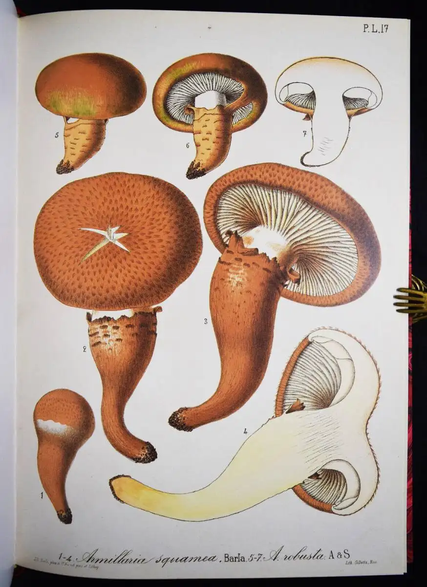 Barla, Flore mycologique illustree: les champignons FAKSIMILE MYCOLOGY PILZE1