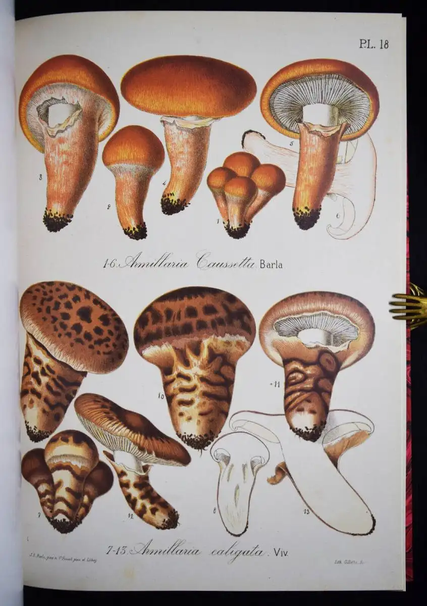 Barla, Flore mycologique illustree: les champignons FAKSIMILE MYCOLOGY PILZE1