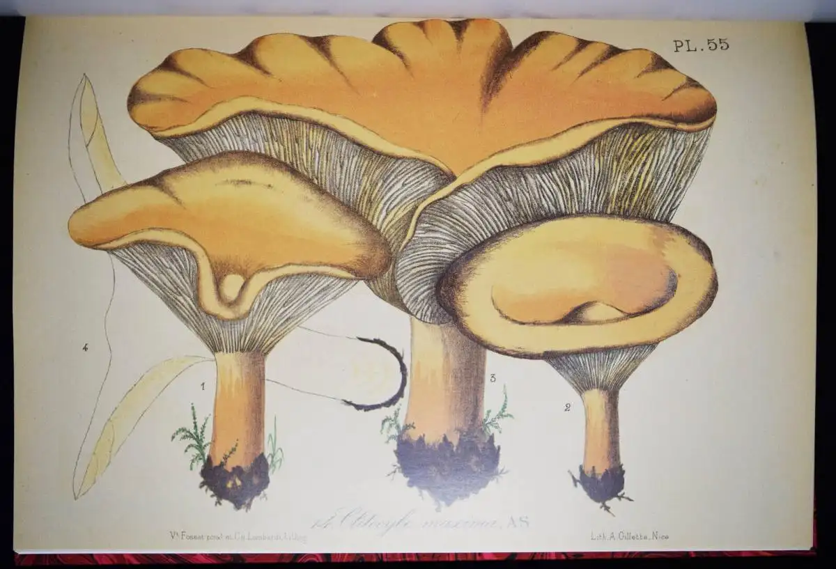 Barla, Flore mycologique illustree: les champignons FAKSIMILE MYCOLOGY PILZE1