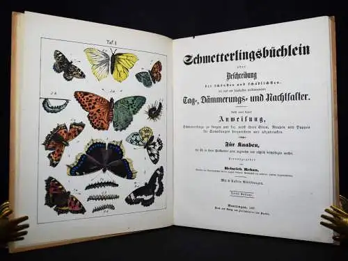 Rebau, Schmetterlingsbüchlein - 1867 ENTOMOLIGIE SCHMETTERLINGE INSEKTEN