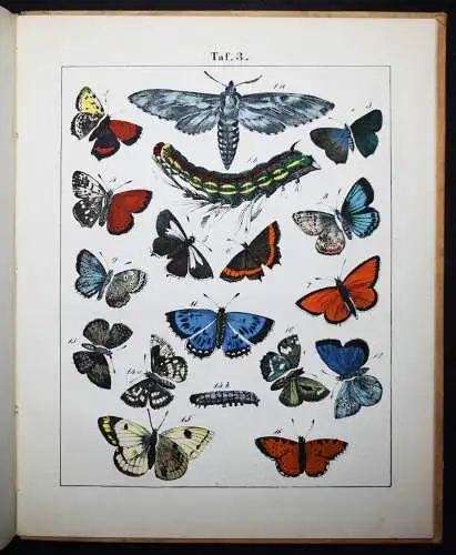 Rebau, Schmetterlingsbüchlein - 1867 ENTOMOLIGIE SCHMETTERLINGE INSEKTEN