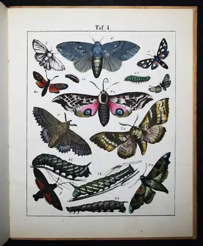 Rebau, Schmetterlingsbüchlein - 1867 ENTOMOLIGIE SCHMETTERLINGE INSEKTEN