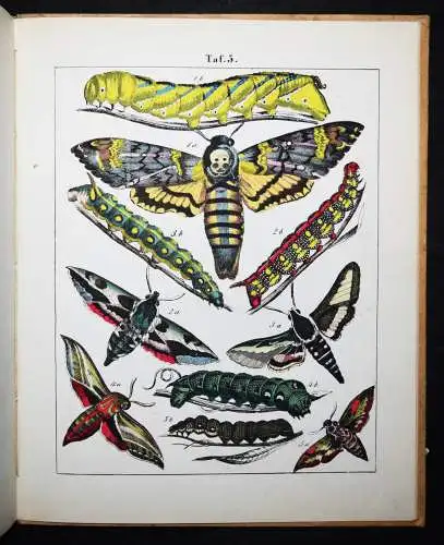 Rebau, Schmetterlingsbüchlein - 1867 ENTOMOLIGIE SCHMETTERLINGE INSEKTEN