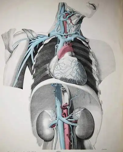 Oesterreicher, Anatomischer Atlas 1852 IMPERIAL-FOLIO ! ANATOMIE ANATOMY