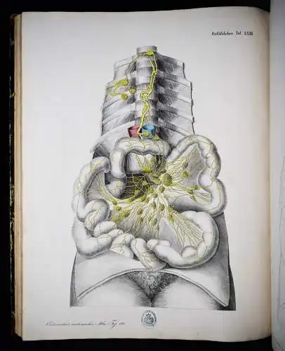 Oesterreicher, Anatomischer Atlas 1852 IMPERIAL-FOLIO ! ANATOMIE ANATOMY