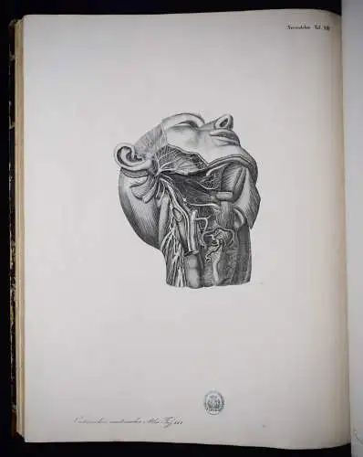 Oesterreicher, Anatomischer Atlas 1852 IMPERIAL-FOLIO ! ANATOMIE ANATOMY