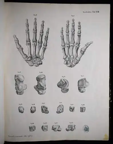 Oesterreicher, Anatomischer Atlas 1852 IMPERIAL-FOLIO ! ANATOMIE ANATOMY