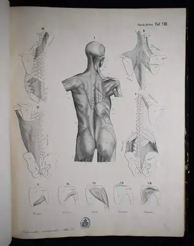 Oesterreicher, Anatomischer Atlas 1852 IMPERIAL-FOLIO ! ANATOMIE ANATOMY