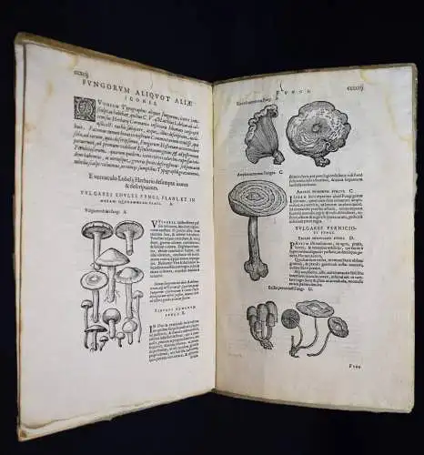 Clusius, Fungorum in Pannoniis...Antwerpen, Plantin 1601 - PILZE MYKOLOGIE FUNGI