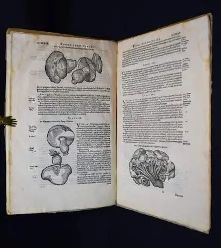 Clusius, Fungorum in Pannoniis...Antwerpen, Plantin 1601 - PILZE MYKOLOGIE FUNGI