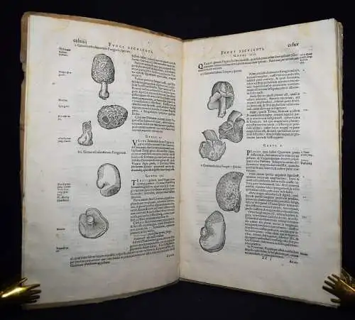 Clusius, Fungorum in Pannoniis...Antwerpen, Plantin 1601 - PILZE MYKOLOGIE FUNGI