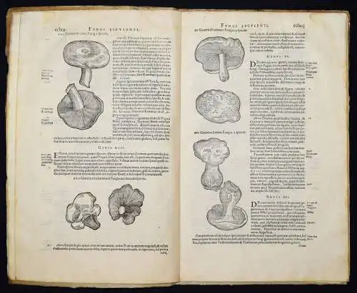 Clusius, Fungorum in Pannoniis...Antwerpen, Plantin 1601 - PILZE MYKOLOGIE FUNGI
