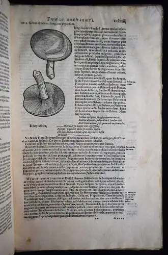 Clusius, Fungorum in Pannoniis...Antwerpen, Plantin 1601 - PILZE MYKOLOGIE FUNGI