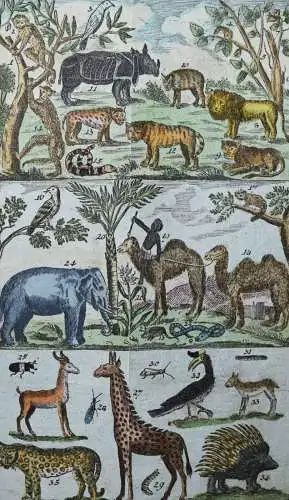 Raff, Naturgeschichte für Kinder - 1803 SCHÖNE KUPFERTAFEL Zoologie Biologie